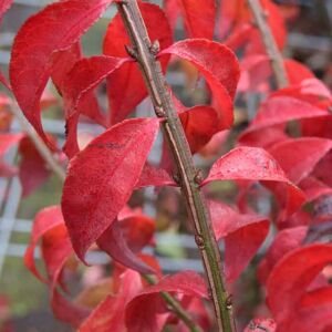 Euonymus alatus 125-150 cm